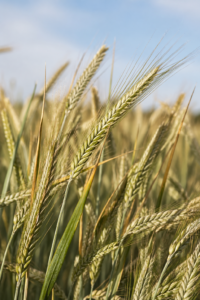 Roggen: Eigenschaften, Verwendung und Bedeutung bei Allergien